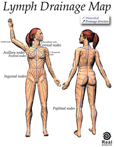 This image displays the direction of lymph flow around the body.